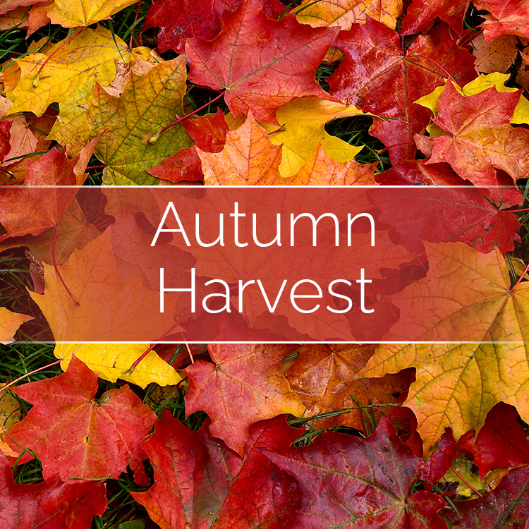 Autumn Harvest - Candle Making Kit + Jar by Phoenix Wick – view 5